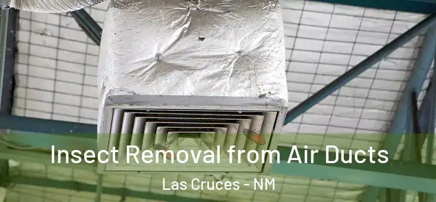 Insect Removal from Air Ducts Las Cruces - NM